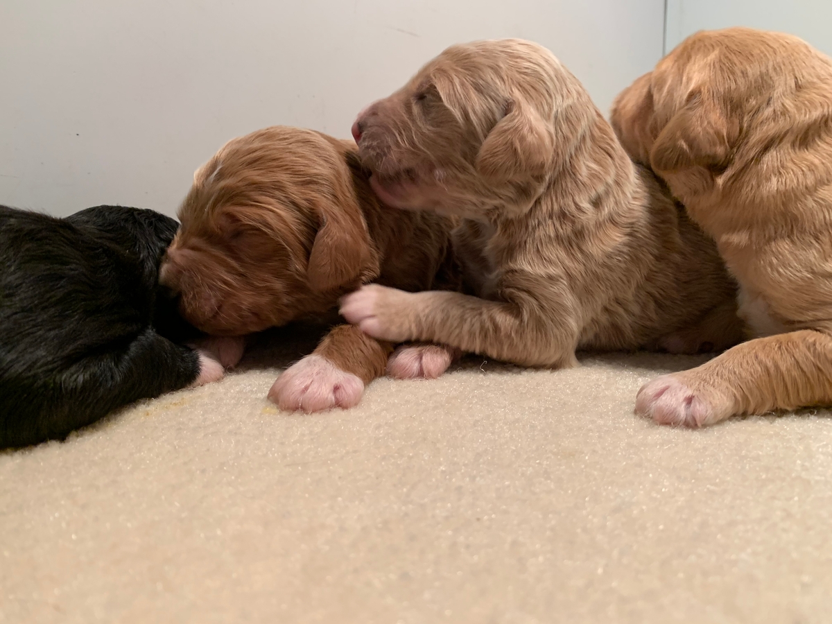 Bernedoodle Breeders in Iowa